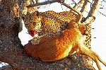 Leopard In A Tree With Prey