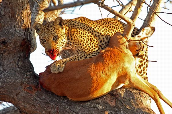 Leopard In A Tree With Prey