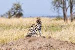 Leopardo_en_su_hábitat_natural_150_tabla