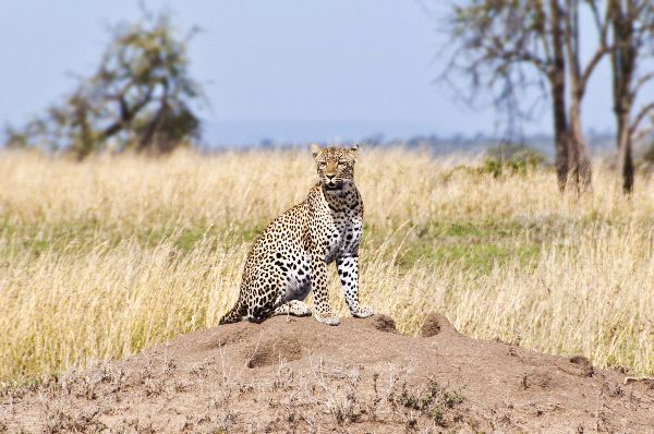 Leopard In Natural Habitat