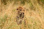Leopard In Sabi Sand Reserve South Africa