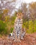 Leopard In South African Savannah