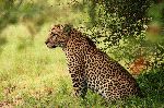 Leopard In The Wild