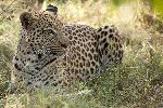 Leopard On Alert