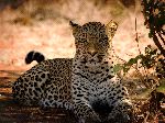 Leopard Resting In The Shade