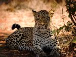 Leopardo_descansando_en_la_sombra_150_tabla