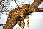 Leopard Resting on Tree