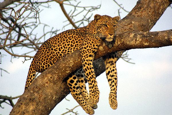 Leopard Resting on Tree