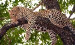 Leopard Sleeping On a Tree
