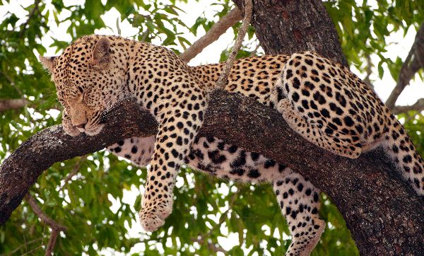 Leopard Sleeping On a Tree
