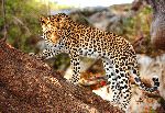 Leopard Standing Alert On The Tree