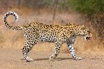 Leopard Walking On The Road