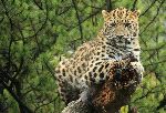 Leopard Watching From A Log