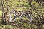 Leopard With Prey