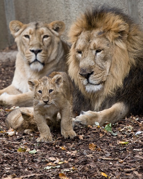 Reproducción de los leones