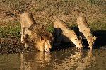 Lion And Lionesses Drinking Water