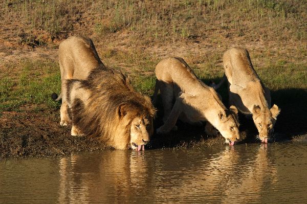 Lion And Lionesses Drinking Water