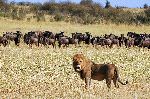 Lion And Wildebeest Herd In Kenya