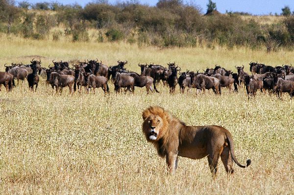 Lion And Wildebeest Herd In Kenya