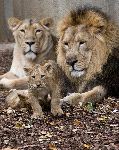 Lion Family