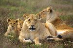 Lion Family Aware of The Camera