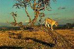 Lioness Descending From a Tree