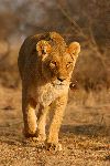 Lioness Walking South Africa