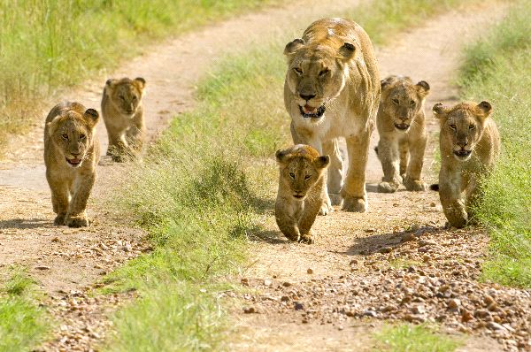 Lioness Walking With Her Five Cubs