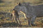 Lioness With Antelope Prey