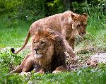 Lioness and Male Lion