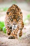 Male Jaguar Preparing To Attack