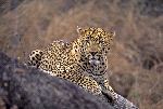 Male Leopard In South Africa