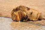 Male Lion Drinking Water