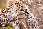 Mother Leopard And Cub Playing On a Tree