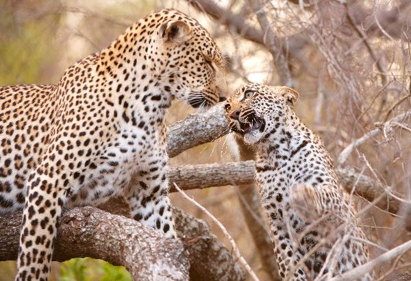 Mother Leopard And Cub Playing On a Tree