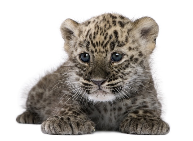 Leopard conception and birth