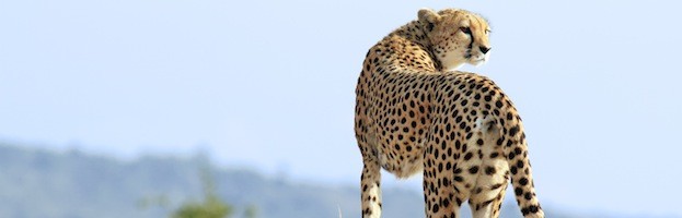 Cheetah Pictures