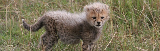 Cheetah Reproduction