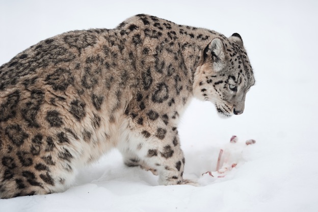 Características del leopardo de las nieves