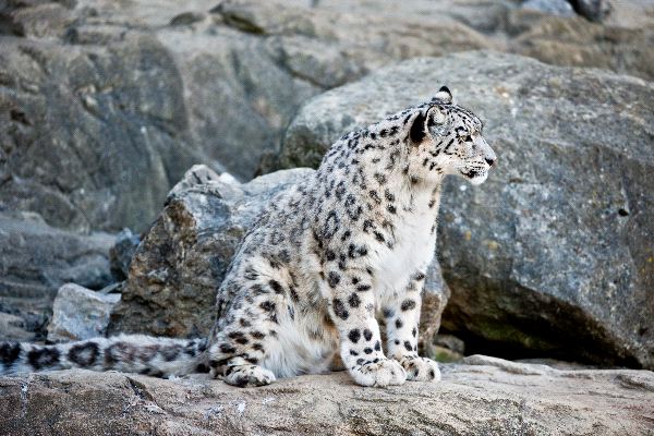 Snow Leopard Sitting In Rocks