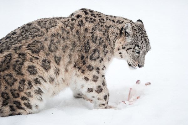 Snow Leopard With His Prey