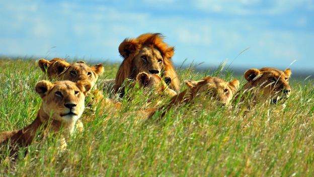 Organización social de los leones