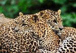Sri Lanka Leopards - Panthera Pardus Kotiya