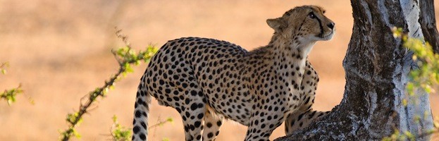 Cheetah Variations and Subspecies