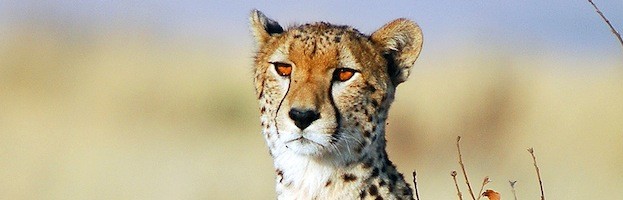 Cheetah Videos
