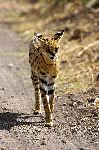 Wild Serval Cat