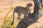 Young Cheetah Climbing A Tree