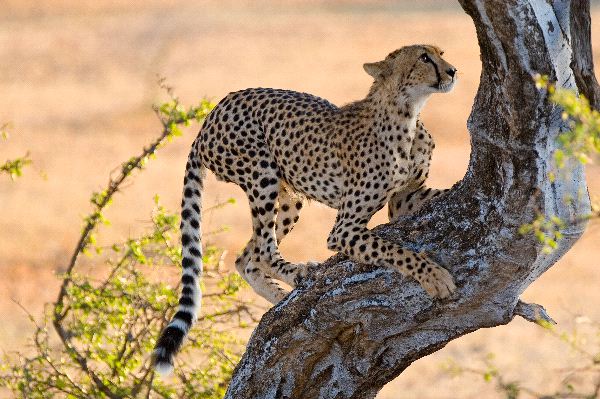 Young Cheetah Climbing A Tree
