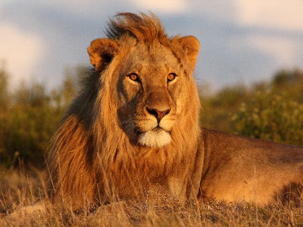 Young Lion Looking Towards The Setting Sun