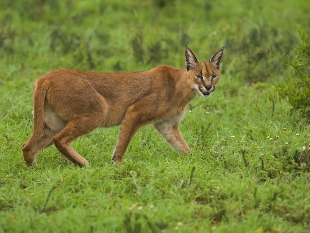 Interesting facts about Caracal